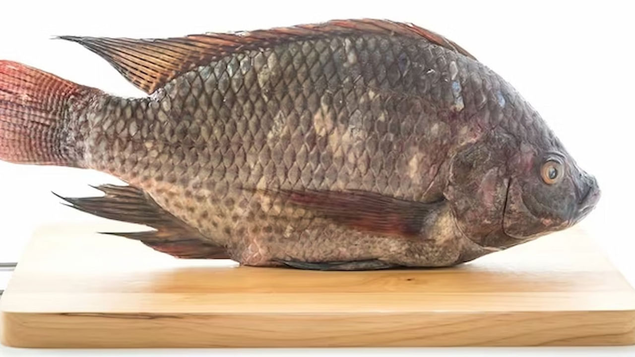 చాపను తిని.. కాళ్లు,చేతులు పోగొట్టుకున్న మహిళ.. అసలేం జరిగిందంటే Telugu News California