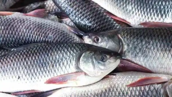 Fish Benefits: ఎప్పుడూ చికెన్, మటనే తింటున్నారా.. చేపలతో అసలైన ఆరోగ్యం!!