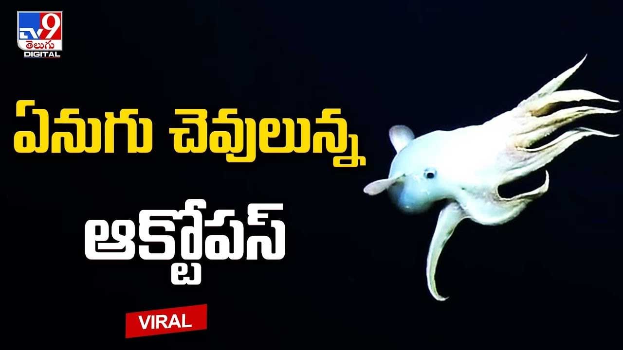 Dumbo Octopus: ఏనుగు చెవులున్న ఆక్టోపస్.. వైరల్‌ అవుతున్న ఏనుగు చెవుల జీవి  వీడియో.