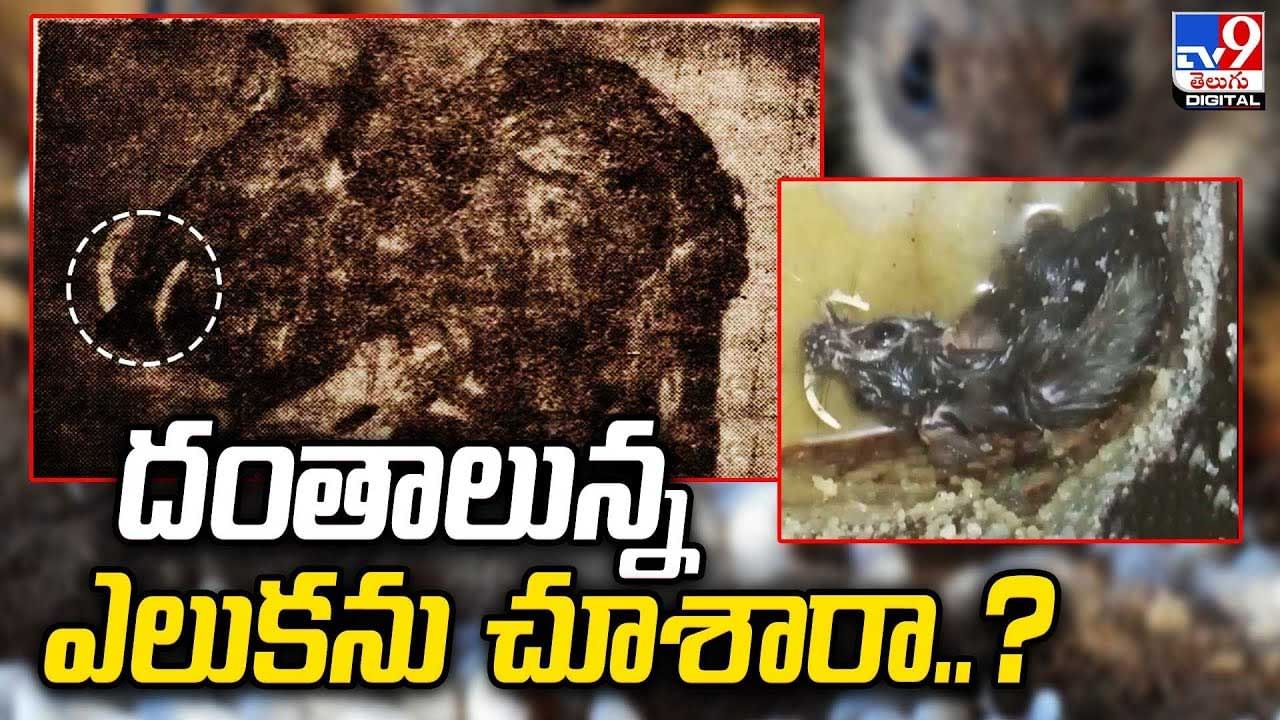 Toothed Rat: దంతాలున్న ఎలుకను చూశారా..? 5 దశాబ్దాల తర్వాత మళ్లీ ఇప్పుడే ..