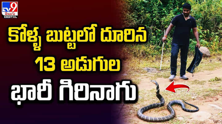 కోళ్ళ బుట్టలో దూరిన 13 అడుగుల భారీ గిరినాగు కోళ్ళ బుట్టలో దూరిన 13 అడుగుల భారీ గిరినాగు
