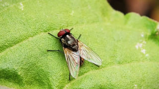 Indian Railways: రైల్లో ఏ కోచ్‌లో చైన్‌ లాగారో ఎలా తెలుస్తుంది.? చైన్‌ అసలు ఉపయోగం ఏంటి.?