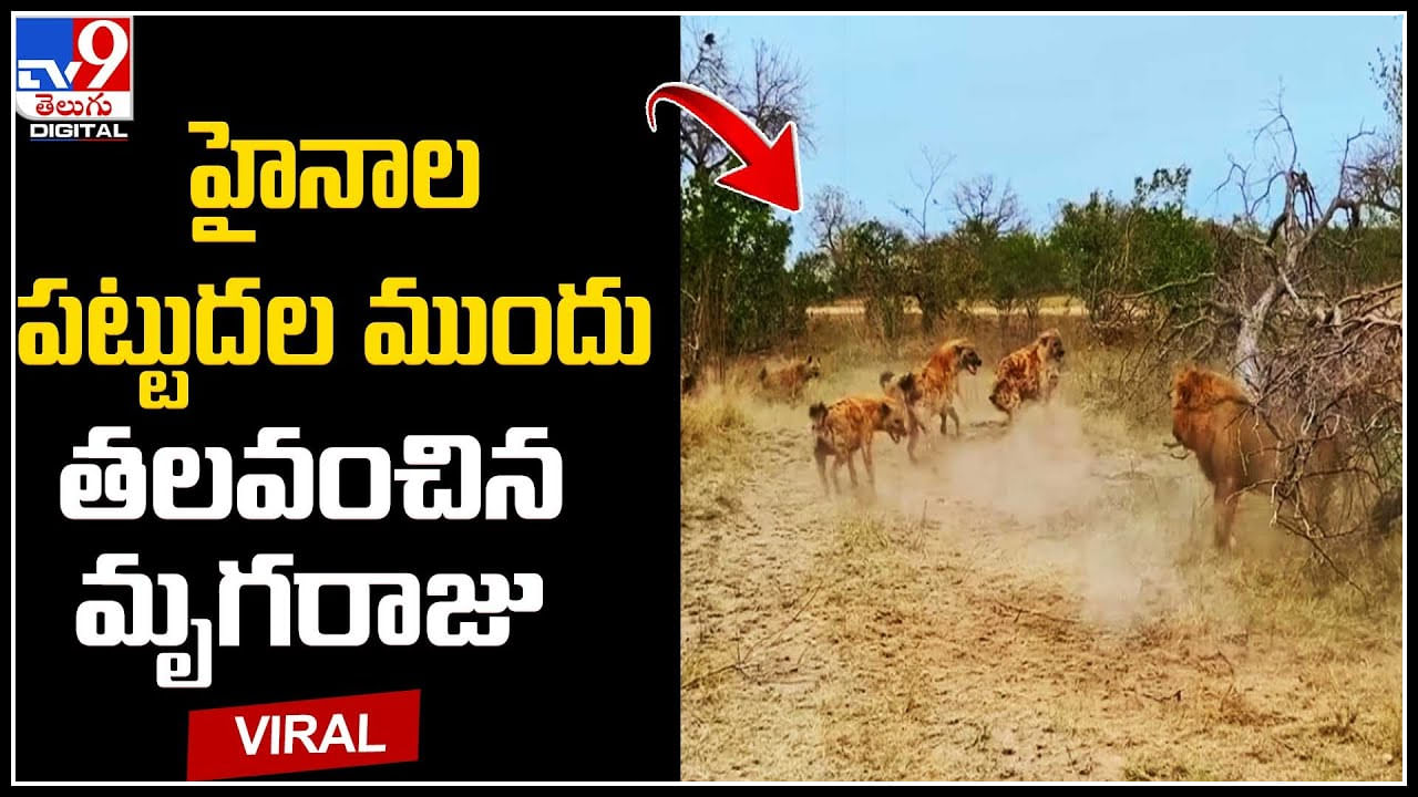 Viral Video: హైనాల ప‌ట్టుద‌ల ముందు త‌ల‌వంచిన మృగ‌రాజు.. ప్ర‌శంస‌లు గుప్పిస్తున్న నెటిజ‌న్లు.