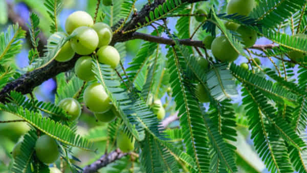 Amla Benefits and Side Effects: ఉసిరికాయ తినడం వలన బెనిఫిట్స్తో పాటు సైడ్ ఎఫెక్ట్స్ కూడా ఉన్నాయి.. అవేంటంటే..