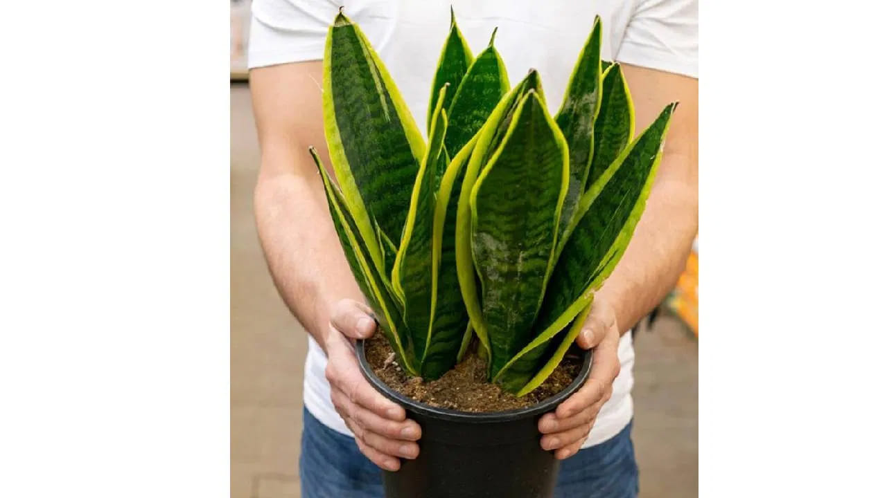 స్నేక్ ప్లాంట్: స్నేక్ ప్లాంట్ గాలిని శుద్ధి చేస్తుంది. ఈ మొక్క అద్భుతమైన ఎయిర్ ప్యూరిఫైయర్ అని చెబుతారు. ఈ మొక్క ఫార్మాల్డిహైడ్, బెంజీన్ వంటి విష పదార్థాలను గాలి నుండి తొలగిస్తుంది. ఈ మొక్క ఆరోగ్యానికి ఎంతో మేలు చేస్తుంది.