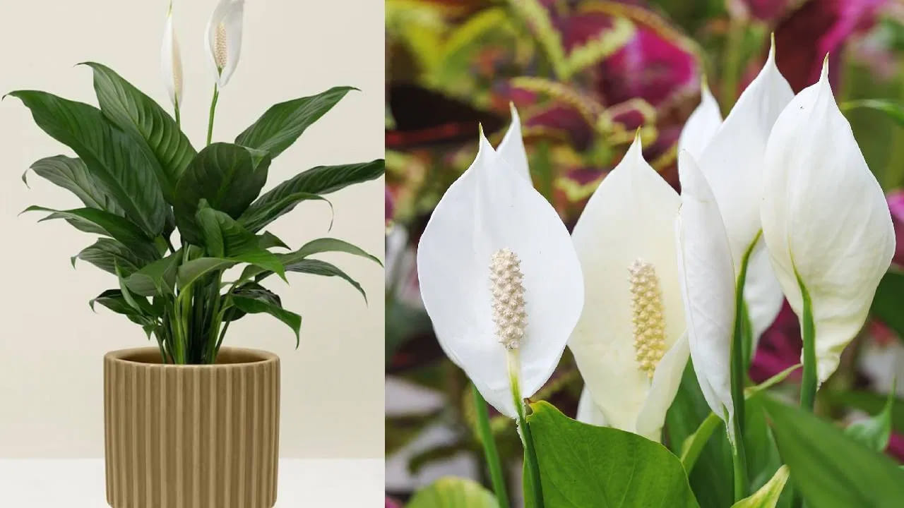 అందమైన తెల్లని పువ్వులతో శాంతి కలువ మొక్క. స్నేక్ ప్లాంట్ మాదిరిగానే ఈ మొక్క కూడా గాలిని శుద్ధి చేస్తుంది. అమ్మోనియా, బెంజీన్, ఫార్మాల్డిహైడ్ వంటి పదార్థాలను గాలి నుండి తొలగిస్తుంది. ఈ మొక్క అందంగా ఉండటమే కాదు ఆరోగ్యానికి కూడా మంచిది.