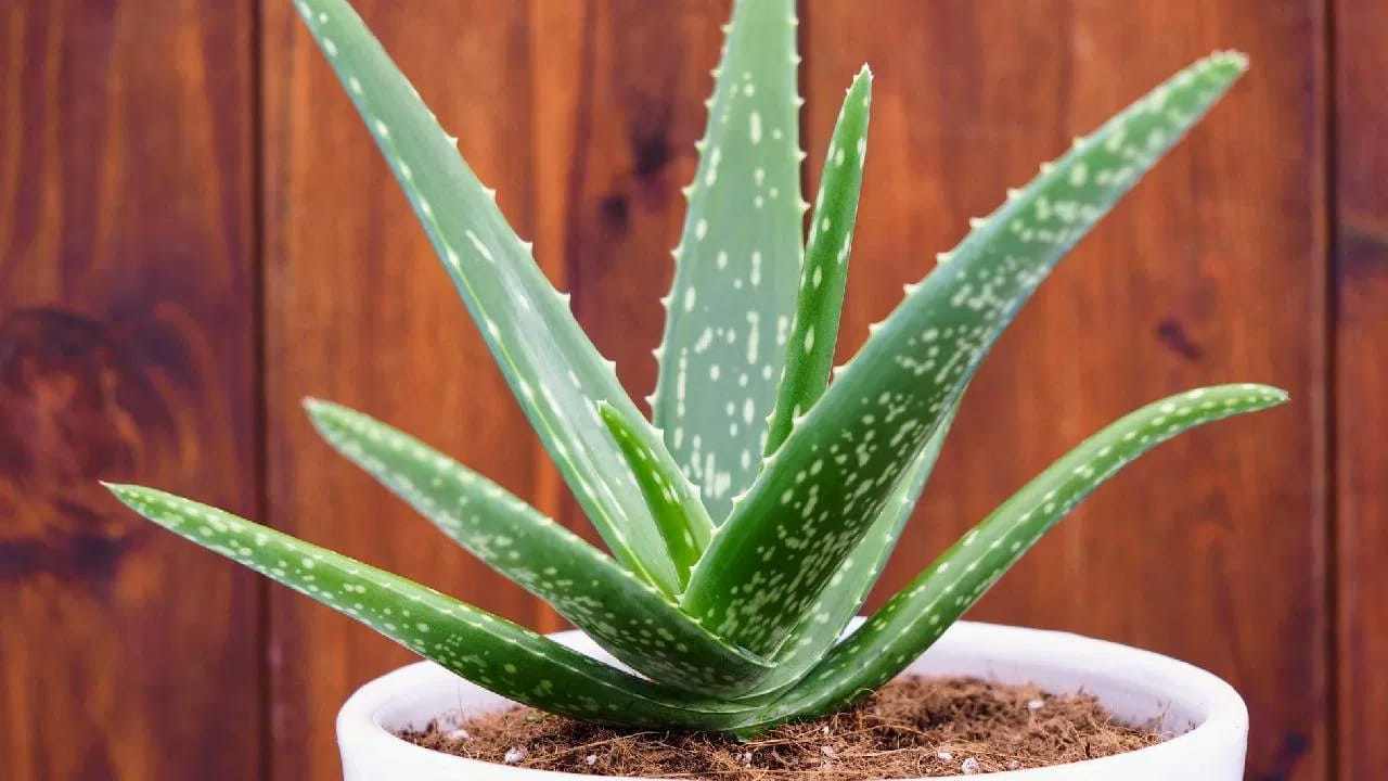 అలోవెరా ప్రయోజనాల గురించి మనందరికీ తెలిసిందే. ఆరోగ్యపరంగా కలబంద చాలా ప్రయోజనకరమైనది. కలబంద వల్ల కలిగే ఔషధ పరమైన ప్రయోజనాలు చాలా ఉన్నాయి. అలోవెరా గాలి నాణ్యతను మెరుగుపరుస్తుంది. అలోవెరా చర్మానికి చాలా మేలు చేస్తుంది.