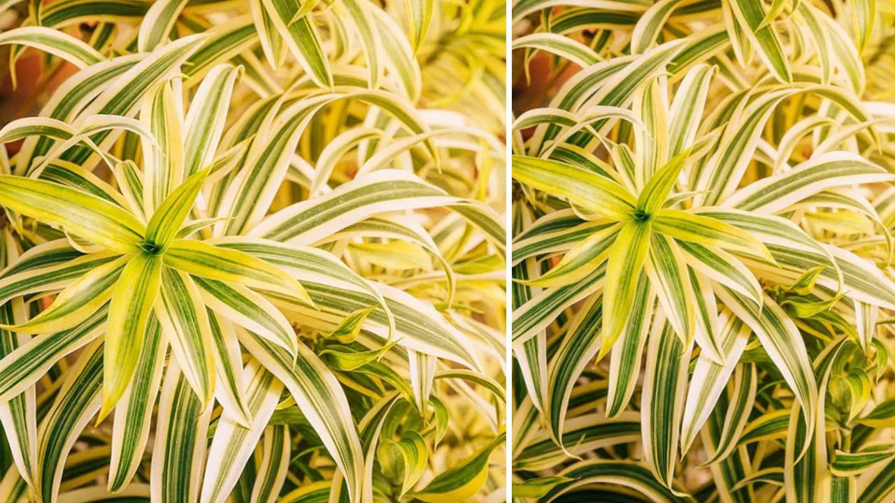 ఫార్మాల్డిహైడ్, జిలీన్ వంటి కాలుష్య కారకాలు స్పైడర్ ప్లాంట్ల ద్వారా గాలి నుండి తొలగించబడతాయి. ఈ మొక్క చాలా ఇళ్లలో కనిపిస్తుంది. ఈ మొక్క మంచి ఆరోగ్యాన్ని కాపాడుతుంది.