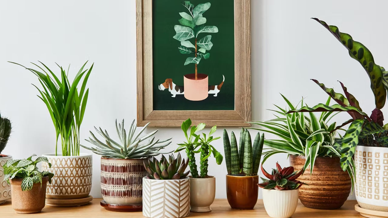 ఇండోర్ ప్లాంట్స్‌ అంటే ఇంటిని అందంగా తీర్చిదిద్దేందుకు ఇంట్లో పెట్టుకునే మొక్కలు అంటారు. కానీ, ఇవి అలంకరణకు మాత్రమే కాదు.. వీటితో అనేక ప్రయోజనాలు ఉన్నాయి. ఈ మొక్కలు మన ఆరోగ్యానికి ఎంతో మేలు చేస్తాయి. మరి ఆ మొక్కల వివరాలేంటో ఇప్పుడు మనం తెలుసుకుందాం..