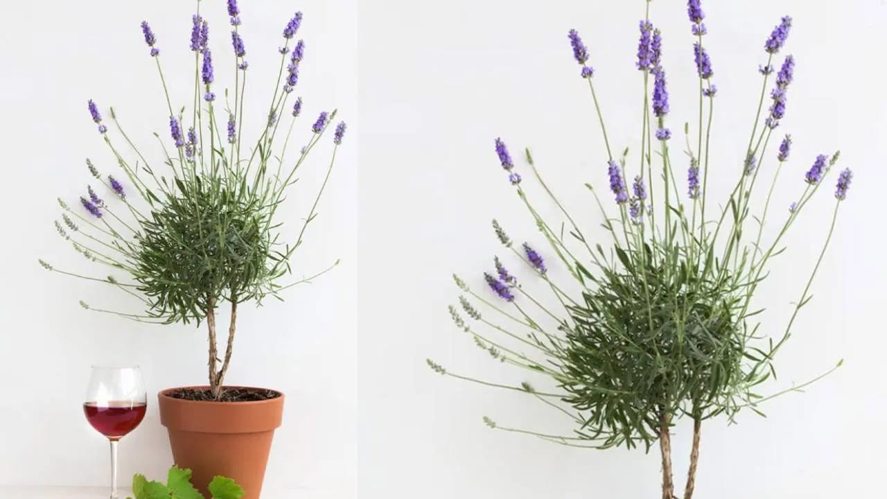 లావెండర్: ఈ మొక్క అందంగా ఉండటమే కాకుండా ఆరోగ్యానికి కూడా ఎంతో మేలు చేస్తుంది. ఈ మొక్క ఆందోళనను తగ్గిస్తుంది, ఒత్తిడిని తగ్గిస్తుంది. ఈ మొక్క నుంచి వెలువడే సువాసన మనసును ప్రశాంతంగా మారుస్తుంది. ఇది మనస్సును, ఆలోచనలను నెమ్మదింపజేస్తుంది. ప్రశాంతమైన నిద్రను ప్రేరేపిస్తుంది.