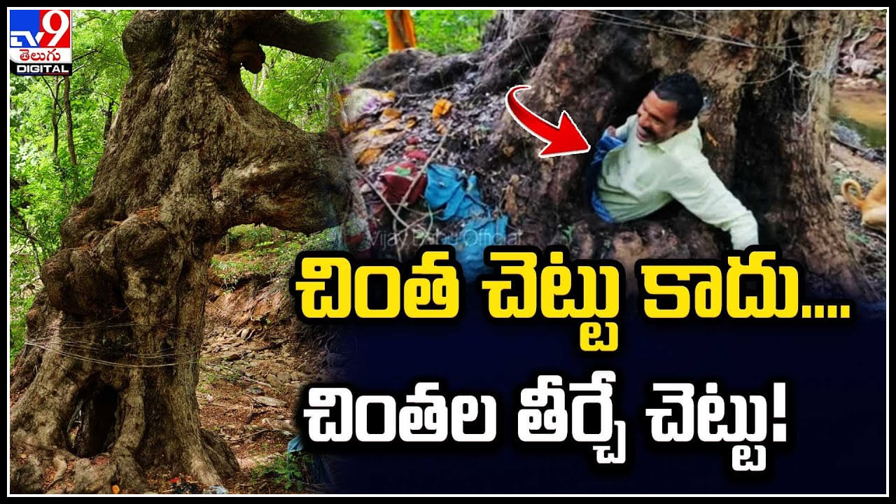 Glories Tree: చింత చెట్టు కాదు.. చింతల తీర్చే చెట్టు..! ఒక్కసారి అలా చేస్తే రోగాలు మాయం..