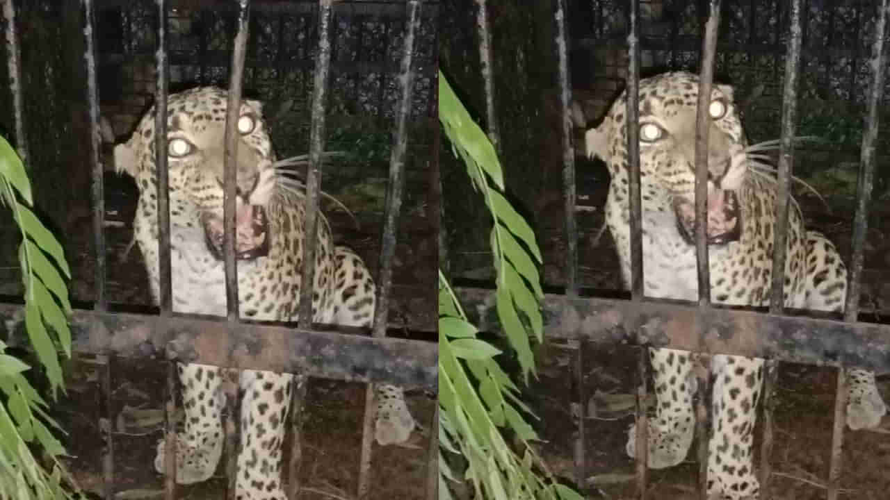 Tirumala: తిరుమల నడకదారిలో చిక్కిన మరో చిరుత.. నరసింహస్వామి ఆలయం దగ్గర చిరుత ట్రాప్‌..