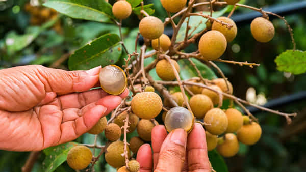 Longan Fruit: లిచీలా కనిపించే ఈ పండు అమృతఫలం..! ఆరోగ్య ప్రయోజనాలు తెలిస్తే అస్సలు విడిచిపెట్టారో.. ఇదేంటో తెలుసా..?
