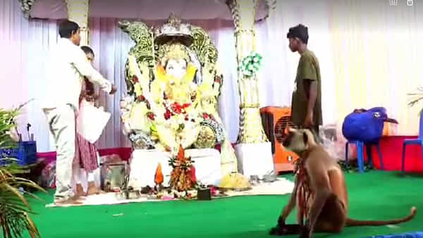 Ganesh Chaturthi: ఈ ఊర్లో కోతుల బెడద.. మండపంలో లడ్డు ప్రసాదం కోసం హై సెక్యూరిటీ.. ఖర్చు తెలిస్తే షాక్..