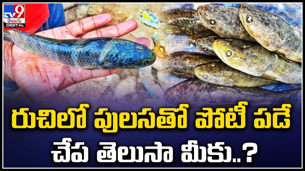 Mattagudise Fish: మీరెప్పుడైనా మట్టగుడిసె చేప తిన్నారా..! ఎందుకు ఈ చేపకు అంత డిమాండ్..