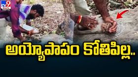 జాతీయ రహదారిపై కోతిపిల్లను ఢీకొట్టిన గుర్తుతెలియని వాహనం !!