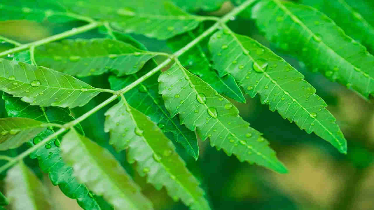 Heath Benefits of Neem: ఉదయాన్నే పరగడపున రెండు వేప ఆకులు తిన్నారంటే..