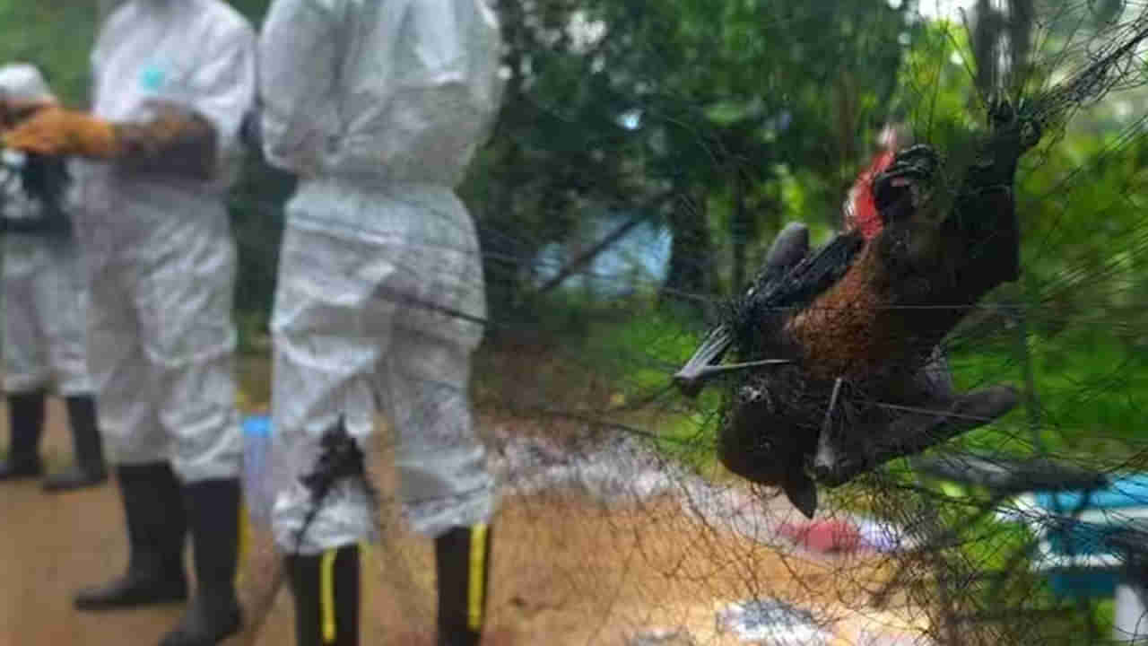 Nipah Virus: కరోనా కంటే నిఫా వైరస్ డేంజర్.. ఐసీఎంఆర్ సంచలన వ్యాఖ్యలు