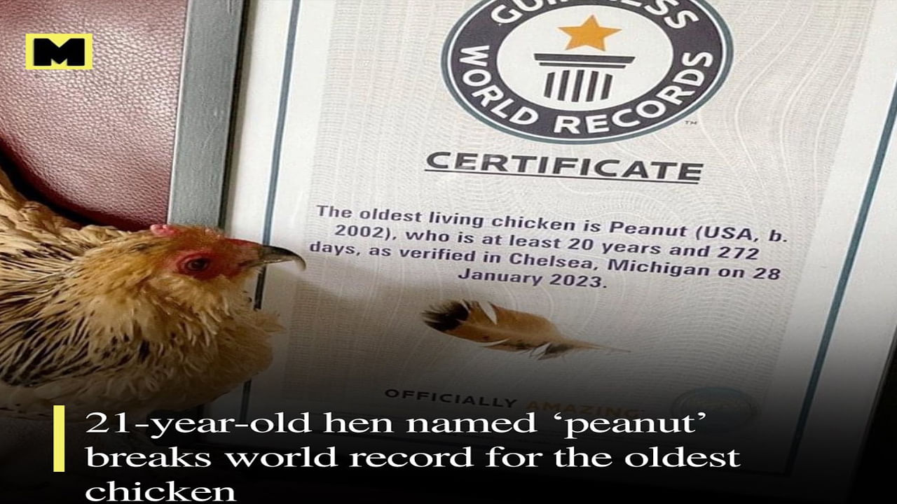 The World’s Oldest Living Chicken