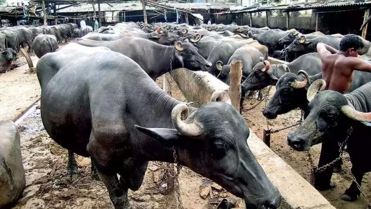 ఆన్లైన్లో గేదెలు అమ్మకం పేరిట ఘరానా మోసం.. రూ.1.28 లక్షలు కుచ్చుటోపీ! చివరికి ఏం జరిగిందంటే..