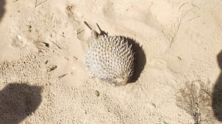 Ganesh Chaturthi 2023: నవరాత్రుల తర్వాత ఈ గణనాధుడిని నిమజ్జనం చేయకుండా నేరుగా బ్యాంకుకు.. ఎందుకో తెలుసా?