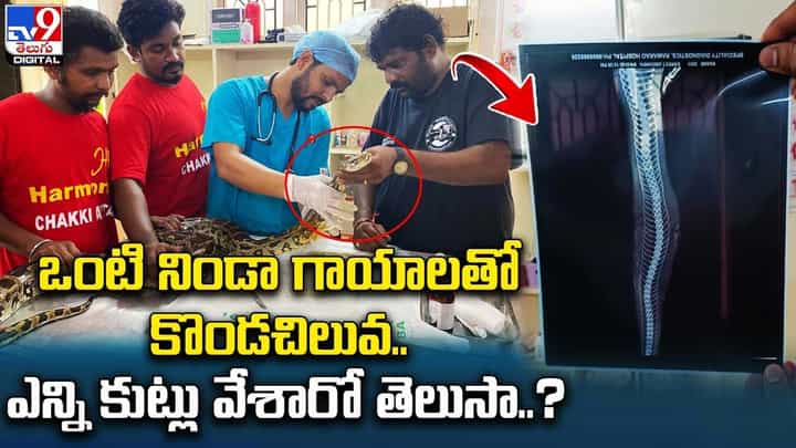 ఒంటి నిండా గాయాలతో కొండచిలువ.. ఎన్ని కుట్లు వేశారో తెలుసా ?? ఒంటి నిండా గాయాలతో కొండచిలువ.. ఎన్ని కుట్లు వేశారో తెలుసా ??