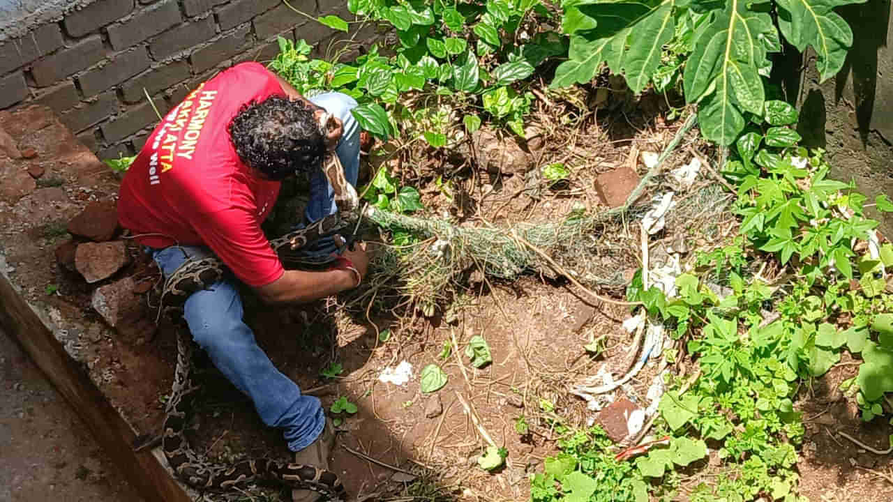 Andhra Pradesh: గోడ వెనుక నుంచి చిత్రవిచిత్రమైన శబ్ధాలు.. దగ్గరకెళ్లి చూడగా గుండె గుభేల్..!