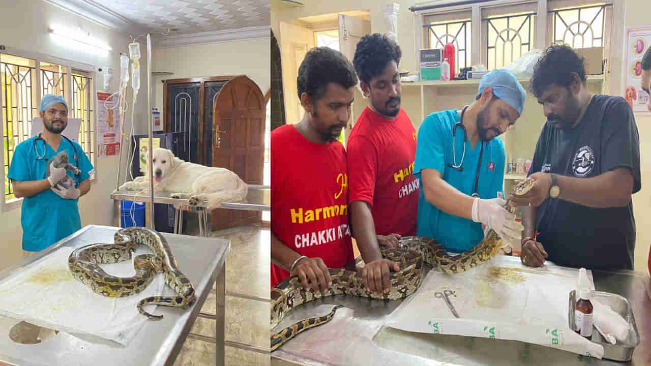 Python Surgery: చేపల కోసం వెళ్లి వలలో చిక్కిన కొండచిలువకు తీవ్ర గాయాలు.. ఎక్స్ రే..స్కానింగ్.. సర్జరీ చేసిన డాక్టర్..