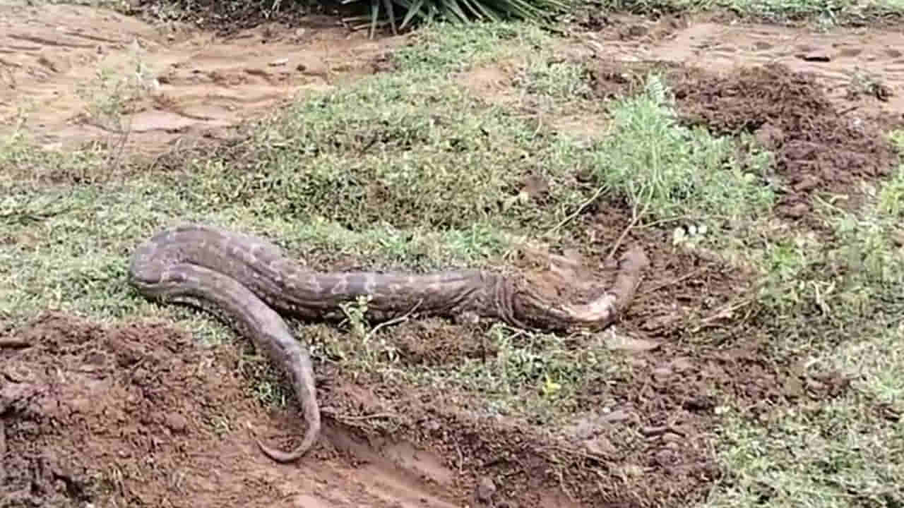 Andhra Pradesh: అయ్యో పాపం.. జేసీబీ కింద నలిగిపోయిన కొండ చిలువ..