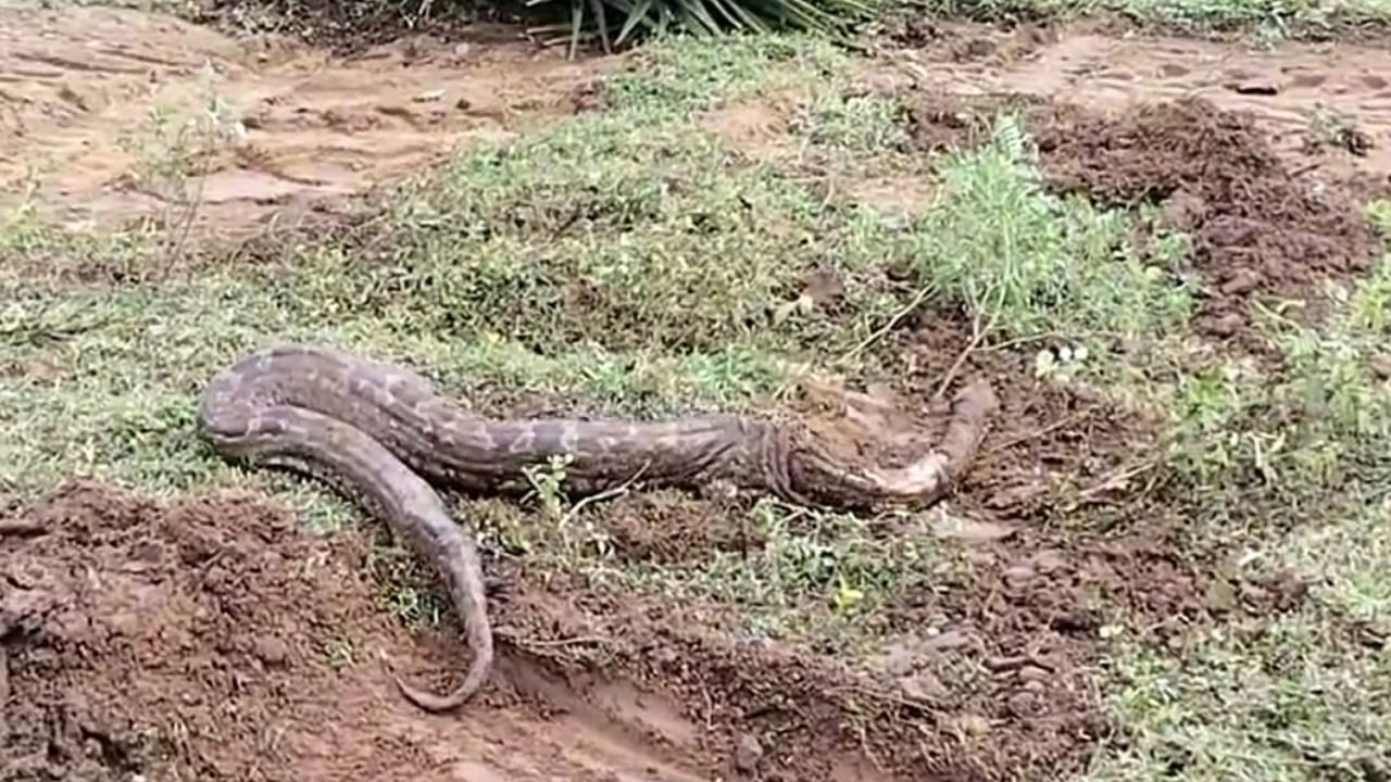 Andhra Pradesh: అయ్యో పాపం.. జేసీబీ కింద నలిగిపోయిన కొండ చిలువ..