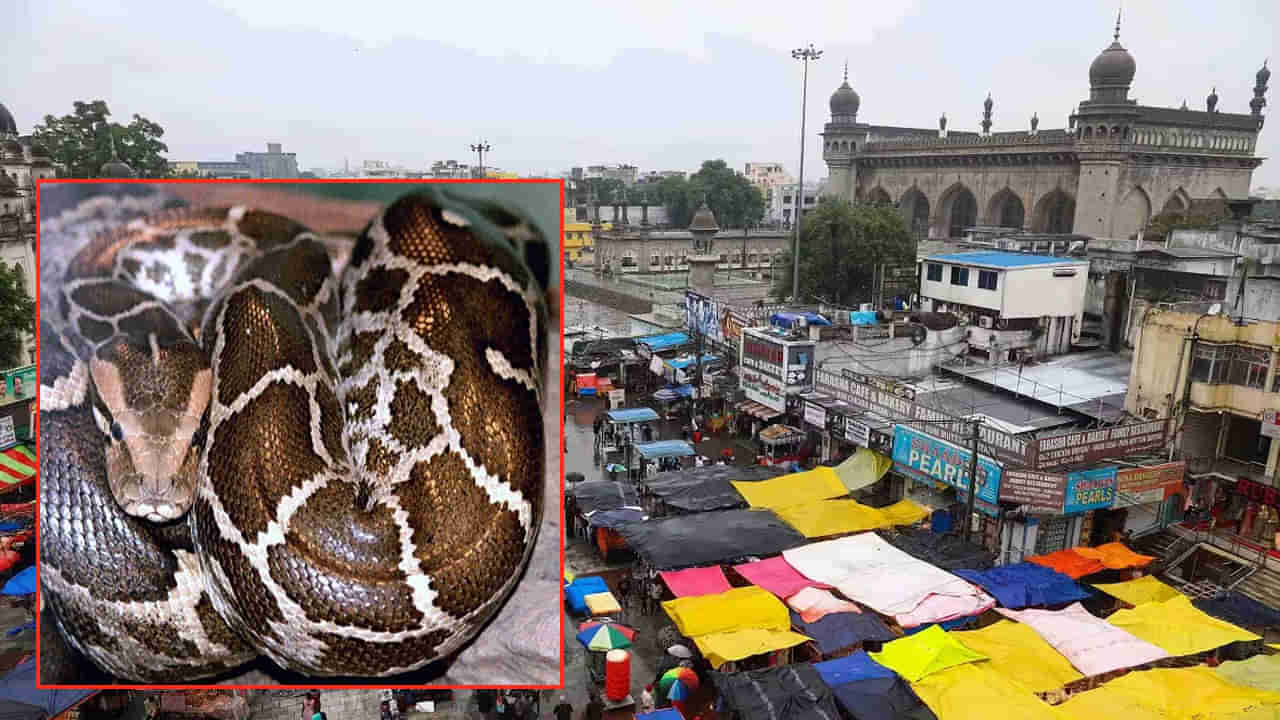 Hyderabad: నగరంలో వరుసగా ప్రత్యక్షమవుతోన్న కొండచిలువలు.. భయాందోళనలో భాగ్యనగర వాసులు..