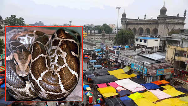 Hyderabad: నగరంలో వరుసగా ప్రత్యక్షమవుతోన్న కొండచిలువలు.. భయాందోళనలో భాగ్యనగర వాసులు..