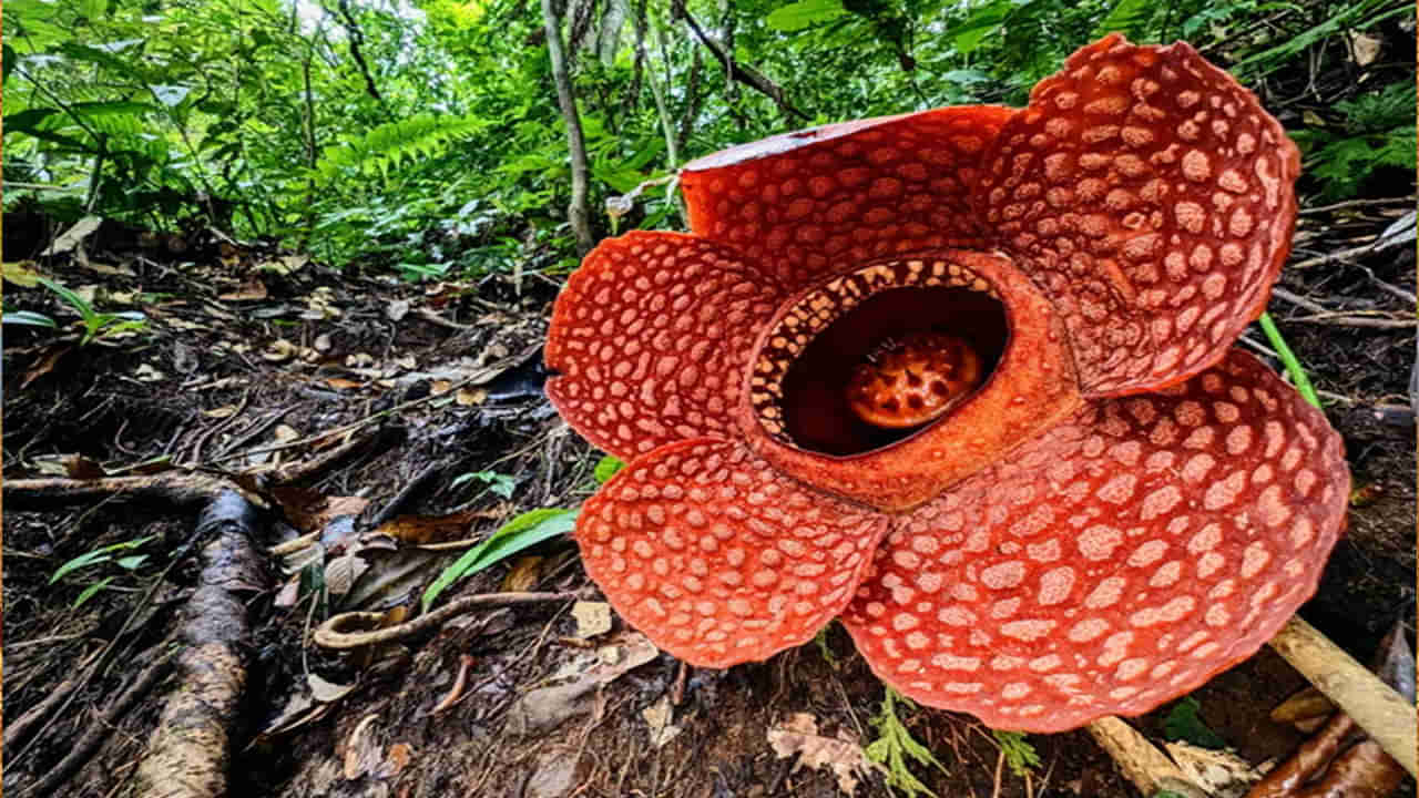 Stinkiest Flower: ప్రమాదం అంచున ప్రపంచంలో అతి పెద్ద పువ్వు.. దుర్వాసనతో ప్రసిద్ధి.. ఆందోళనలో శాస్త్రజ్ఞులు