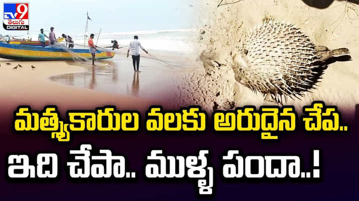 మత్స్యకారుల వలకు అరుదైన చేప.. ఇది చేపా.. ముళ్ళ పందా !! మత్స్యకారుల వలకు అరుదైన చేప.. ఇది చేపా.. ముళ్ళ పందా !!
