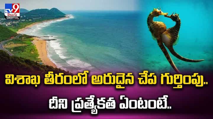 విశాఖ తీరంలో అరుదైన చేప గుర్తింపు.. దీని ప్రత్యేకత ఏంటంటే ?? విశాఖ తీరంలో అరుదైన చేప గుర్తింపు.. దీని ప్రత్యేకత ఏంటంటే ??