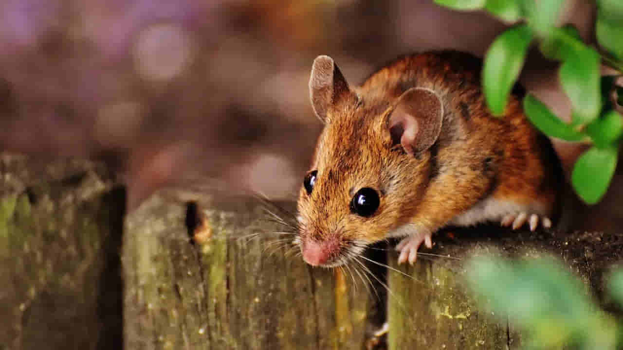 Grasshopper Mouse: ఈ ఎలుక పాములు, తేళ్లను మాత్రమే వేటాడుతుంది.. విషం అస్సలు పని చేయదట..