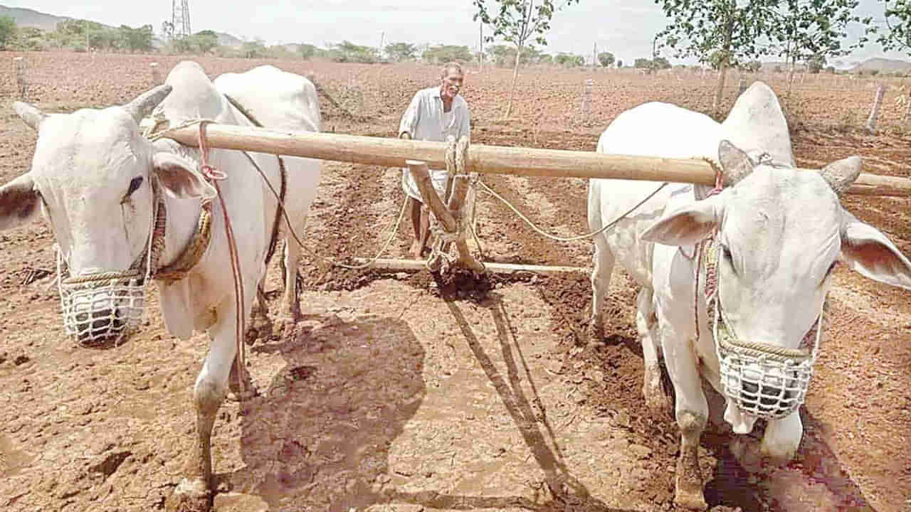 Kurnool District: అదృష్టమంటే ఇదే.. రాత్రికి రాత్రే లక్షాధికారి అయిన రైతు.. అసలేం జరిగిందంటే..?