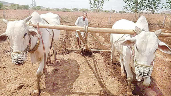 Kurnool District: అదృష్టమంటే ఇదే.. రాత్రికి రాత్రే లక్షాధికారి అయిన రైతు.. అసలేం జరిగిందంటే..?