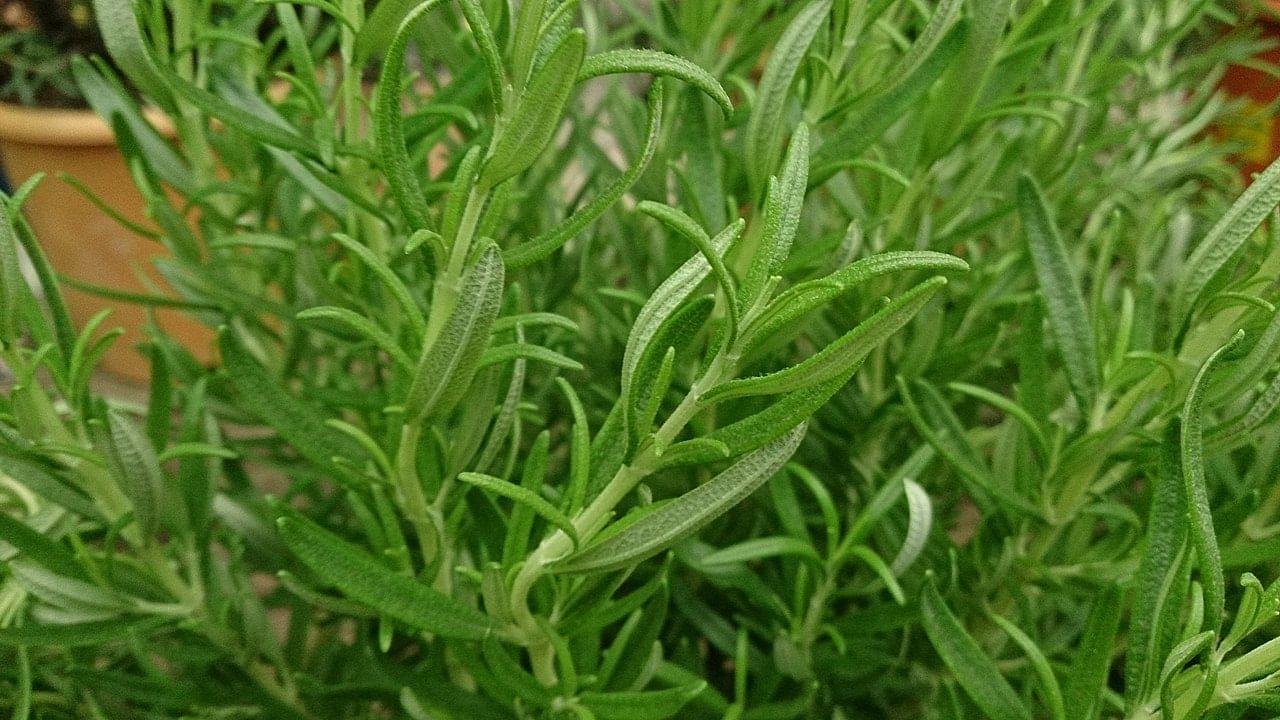 Rosemary Benefits ఈ హెర్బ్స్ ని ఆహారంలో చేర్చుకోండి.. ఇమ్యూనిటీ బాగా