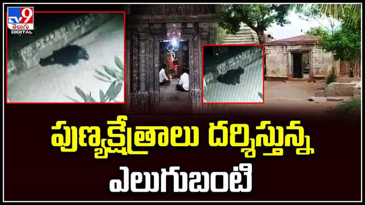 Bear Viral: పుణ్యక్షేత్రాలు దర్శిస్తున్న ఎలుగుబంటి.. సీసీ కెమెరాల్లో రికార్డయిన దృశ్యాలు. Bear Viral: పుణ్యక్షేత్రాలు దర్శిస్తున్న ఎలుగుబంటి.. సీసీ కెమెరాల్లో రికార్డయిన దృశ్యాలు.