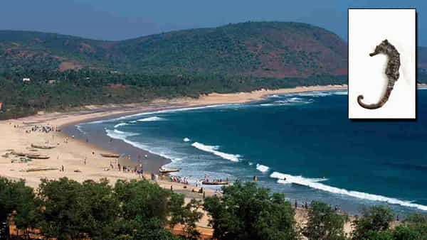 Andhra Pradesh: విశాఖ తీరంలో అరుదైన సీ హార్స్ చేప గుర్తింపు.. దీని ప్రత్యేకత ఏంటంటే..