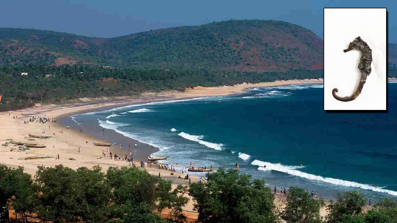 Andhra Pradesh: విశాఖ తీరంలో అరుదైన సీ హార్స్ చేప గుర్తింపు.. దీని ప్రత్యేకత ఏంటంటే..