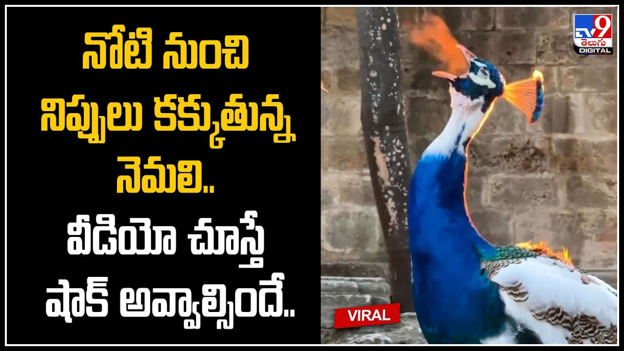 Peacock Fire: నోటి నుంచి నిప్పులు కక్కుతున్న నెమలి.. వీడియో చూస్తే షాక్‌ అవ్వాల్సిందే..!