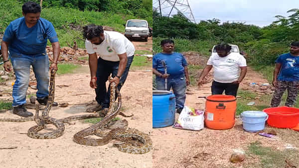 Andhra Pradesh: అయ్య బాబోయ్.. ఒకేచోట నాలుగు కొండచిలువలు.. వాటి పిల్లలతో సహా ఏం చేశారో తెలుసా..? వీడియో