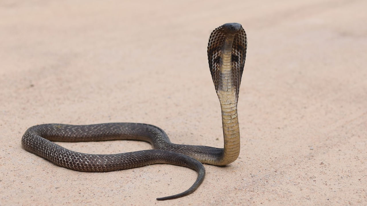 Snake Bite: పాము కరిస్తే పొరపాటున కూడా ఈ తప్పులు చేయకండి.. తప్పక తెలుసుకోండి..