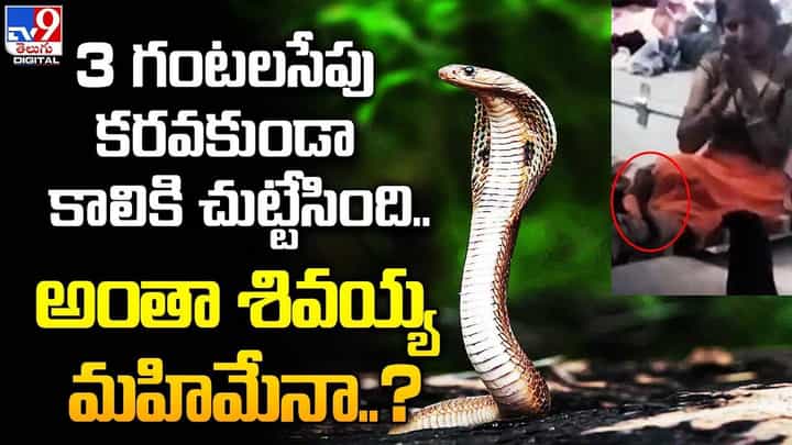 మూడు గంటలపాటు కాలుపైనే పాము !! ఆ మహిళ ఏంచేసిందంటే ?? మూడు గంటలపాటు కాలుపైనే పాము !! ఆ మహిళ ఏంచేసిందంటే ??