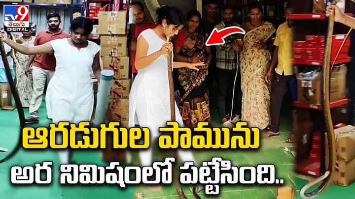 ఓ గోడౌన్లో చొరబడిన పామును అర నిమిషంలో పట్టేసింది !! ఓ గోడౌన్లో చొరబడిన పామును అర నిమిషంలో పట్టేసింది !!