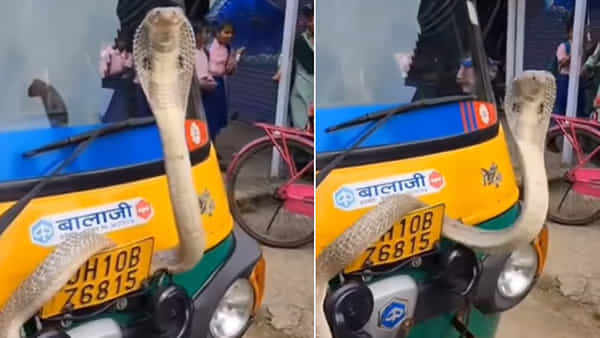 Viral Video: ఆటో నెంబర్ ప్లేట్కు చుట్టుకున్న నాగుపాము.. ఆటోని ఎవరూ దొంగలించకుండా కావలా అంటున్న నెటిజన్లు..