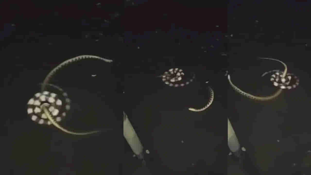 Watch Video: నీటిలో రెండు పాముల మధ్య భీకర పోరు.. వీడియో చూస్తే హడలిపోవాల్సిందే..