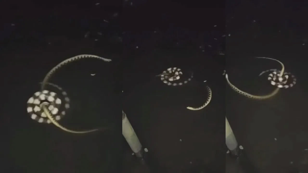 Watch Video: నీటిలో రెండు పాముల మధ్య భీకర పోరు.. వీడియో చూస్తే హడలిపోవాల్సిందే..